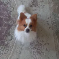 سگ نر بسیار زیبا آماده جفت گیری اول توضیحات|سگ|خرمآباد, |دیوار