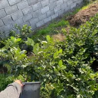 استخدام کارگر گلخونه حقوق ماهی ۳۰ میلیون