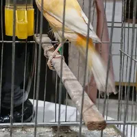 ۳ عدد قناری نر رسمی بخون|پرنده|تهران, هفده شهریور|دیوار