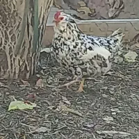 مرغ و خروس بومی