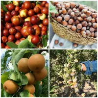 فروش درخت گلابی فندق عناب پیوندی و بادام