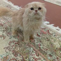 گربه اسکاتیش فولد اصلی