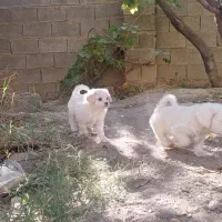 ۳عدد توله سگ فوقلاده  زیبا