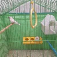 یک جفت فنچ سالم سرحال خوشگل|پرنده|قزوین, |دیوار