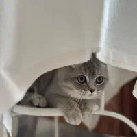 بریتیش5 ماهه