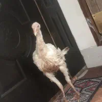 مرغ خونگی و بوقلمون