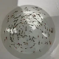 ماهی آکواریوم گوپی دمشمشیری دیسکس فایتر نر آماده