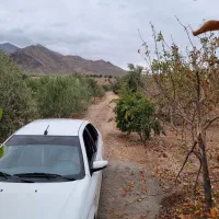 فروش باغ زیتون بار ده ۱۶ ساله|فروش دفتر صنعتی، کشاورزی، تجاری|طارم (زنجان), |دیوار