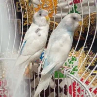 یه جفت مرغ عشق (توضیحات)