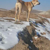 واگذاری سگ|سگ|سرخس, |دیوار