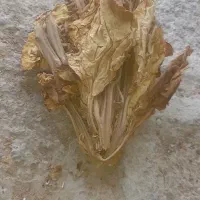 برگ زرد|عمده‌فروشی|شبانکاره, |دیوار