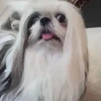 سگ شتیتزو|سگ|سیرجان, |دیوار