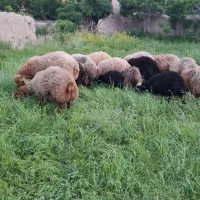 گوسفند نر بره