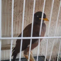 مرغ مینا بازیگوش