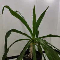 گل برگ موزی بزرگ|گل و گیاه طبیعی|کرمان, |دیوار