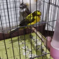 3 عدد قناری|پرنده|قرچک, باقرآباد|دیوار