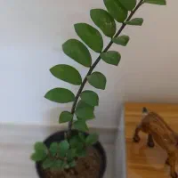 گل زاموفیلیا با گلدان مشکی بزرگ