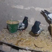 کبوتر کله سیاه|پرنده|گرمه, |دیوار