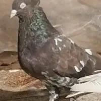 کله ای ماده