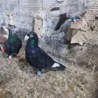 دوتا صید نر کفتر کبوتر پرشی