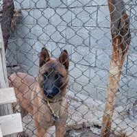 سگ نگهبان مالینویز