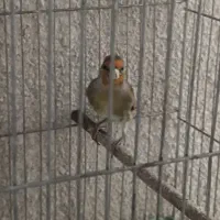 سهره قناری نر قیمت ۸ تومان