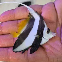 ماهی آبشور صیاد غواص