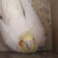 عروس هلندی