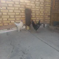 دوتا خروس بخون معاوضه با سیبرایت