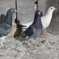 ۳ تا صید پرشی و جوان