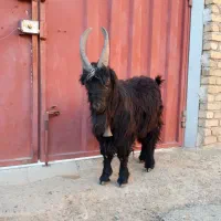 دوبور ، نربزترکی شیرازی|حیوانات مزرعه|سربند, |دیوار