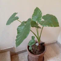 گل طبیعی بابا آدم|گل و گیاه طبیعی|تهران, حکیمیه|دیوار