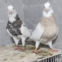کفتر طوقی هفت رنگ کرمانشاهی ویک جفت خال و چپ کاکلی|پرنده|تربت‌حیدریه, ۴۵ متری|دیوار