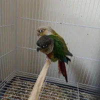 جفت گرینچیک