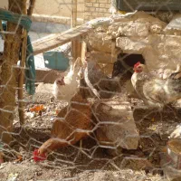 ۲ عدد مرغ تخمگذار|حیوانات مزرعه|قم, بوستان علوی|دیوار