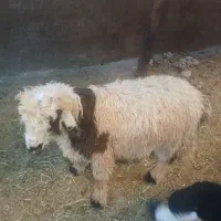 بره نرچاق چاق
