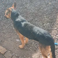 سگ ژرمن اصل شناسنامه دار|سگ|هیر, |دیوار