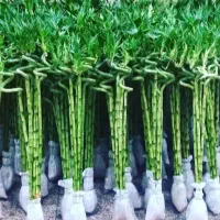 شیشه بامبوقطره بامبوبامبو بدون پیچ و پیچدار