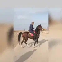 دوعدد اسب عالی جهت برکت|اسب و تجهیزات اسب‌سواری|پارس‌آباد, |دیوار