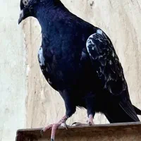 سینه کله|پرنده|کاشمر, |دیوار