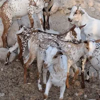 صلاله
