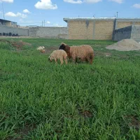 میش شک دو شیره با بره ماده