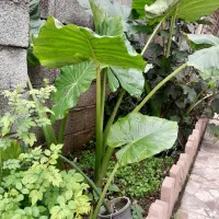 گل باب آدم|گل و گیاه طبیعی|رودبنه, |دیوار