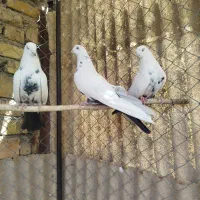کبوتر دمبی