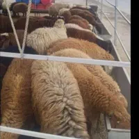 گوسفند زنده خونی جهت تمامی مراسمات شما با قصاب|حیوانات مزرعه|مشهد, الهیه|دیوار