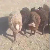 فروش بره ماده|حیوانات مزرعه|ارجمند, |دیوار