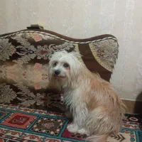 سگ فانتزی|سگ|مرودشت, ابوذر جنوبی|دیوار