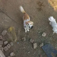 جفت نروماده|پرنده|فیروزه, |دیوار