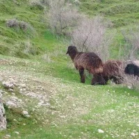 چندراس میش تمیز