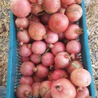 انار درجه دو ویک قیمت پایین|حراج|کوهنانی, |دیوار